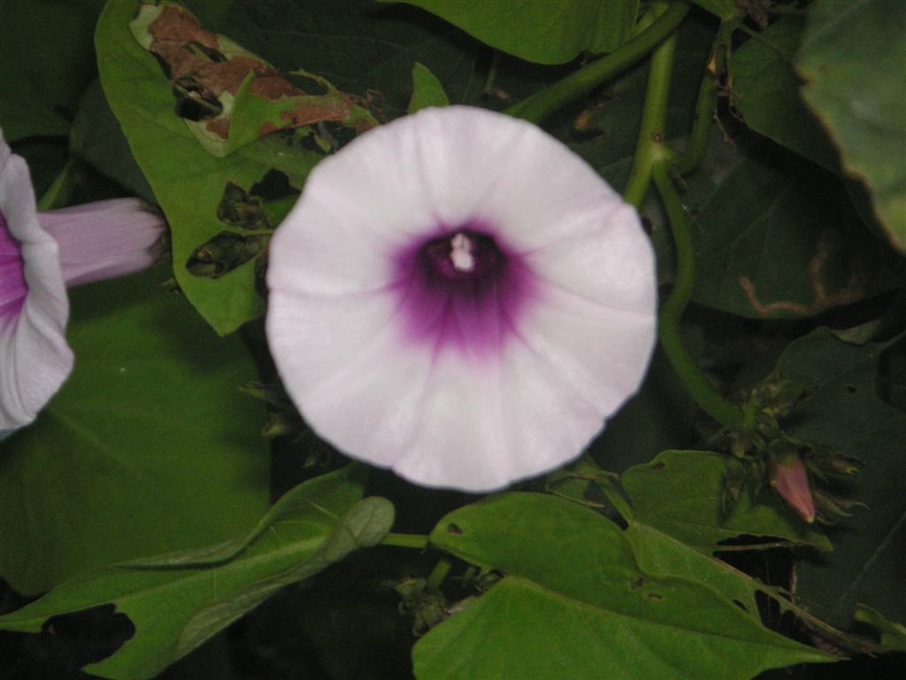 PICT0095