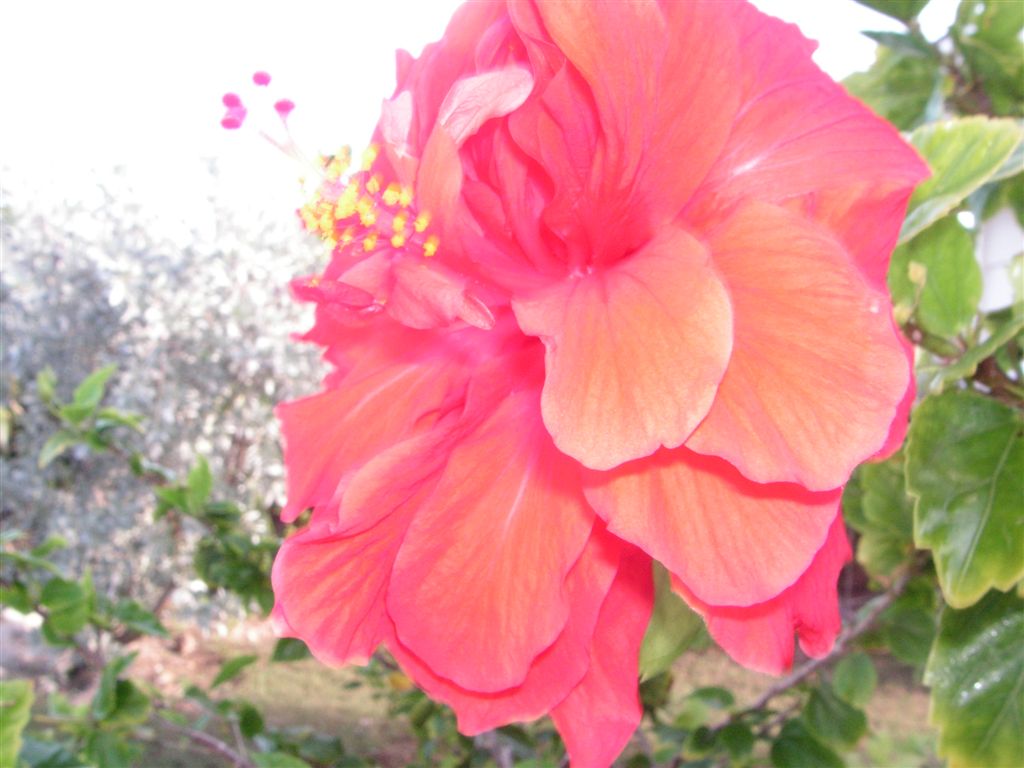 PICT0209