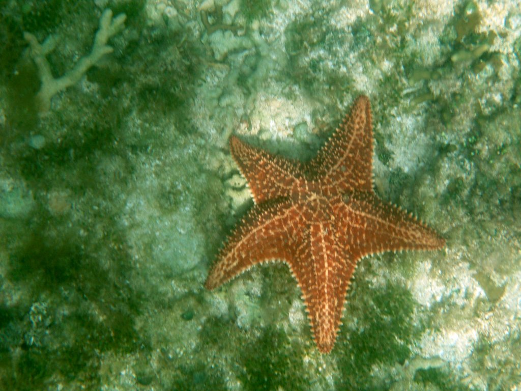 PB262484