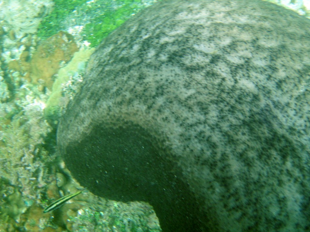 PB262491