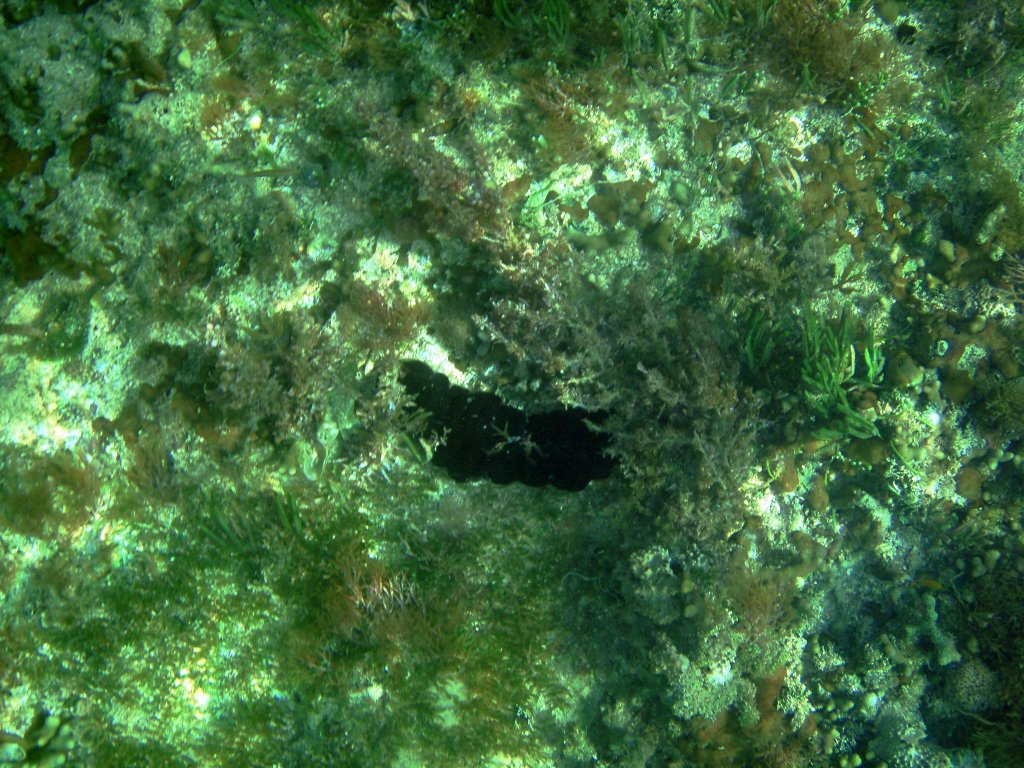 PB262492