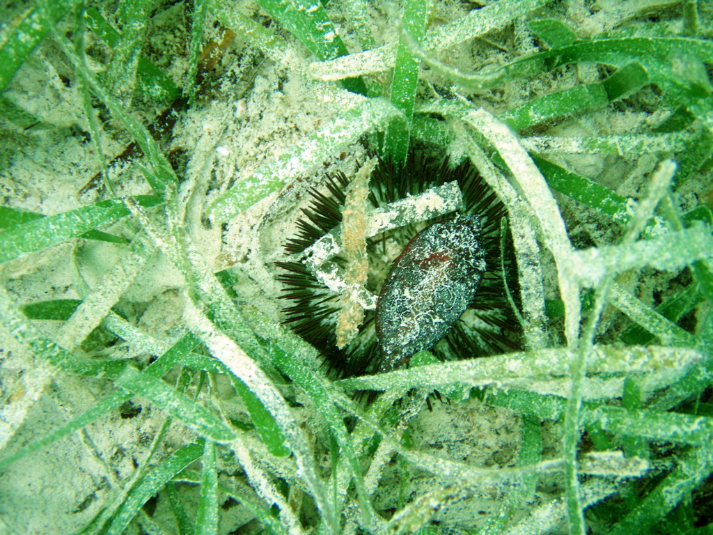 P7032018
