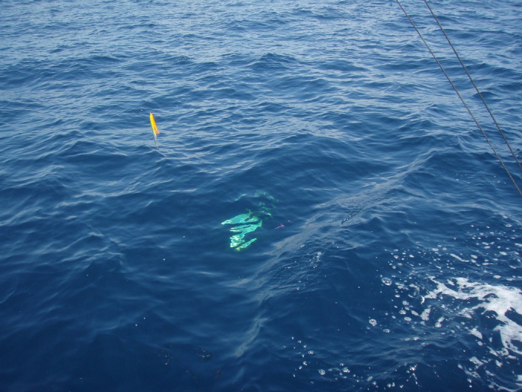 P4120060 mako