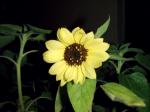 my first sunflower!